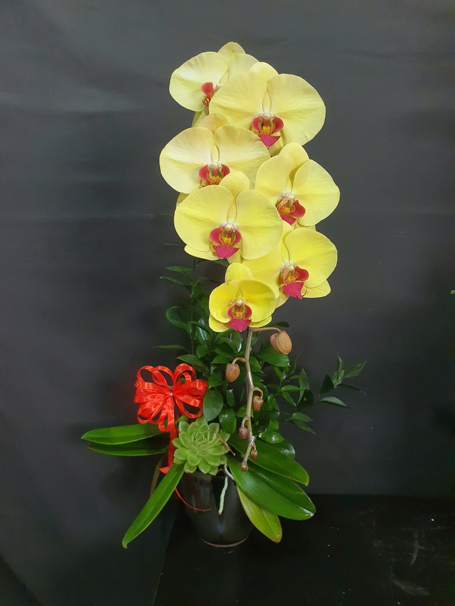 Lan Hồ Điệp Kim Cát - LHD241