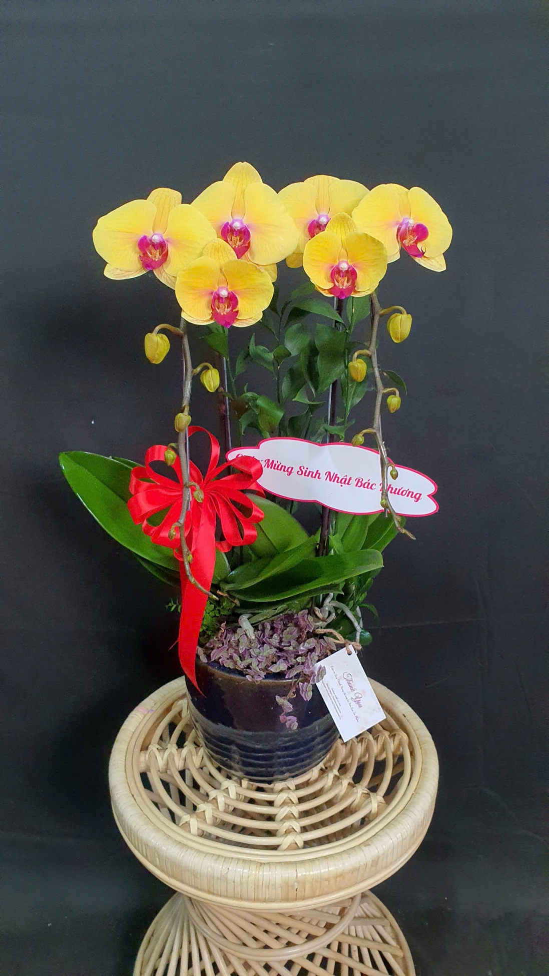 Lan Hồ Điệp Kim Phát - LHD144