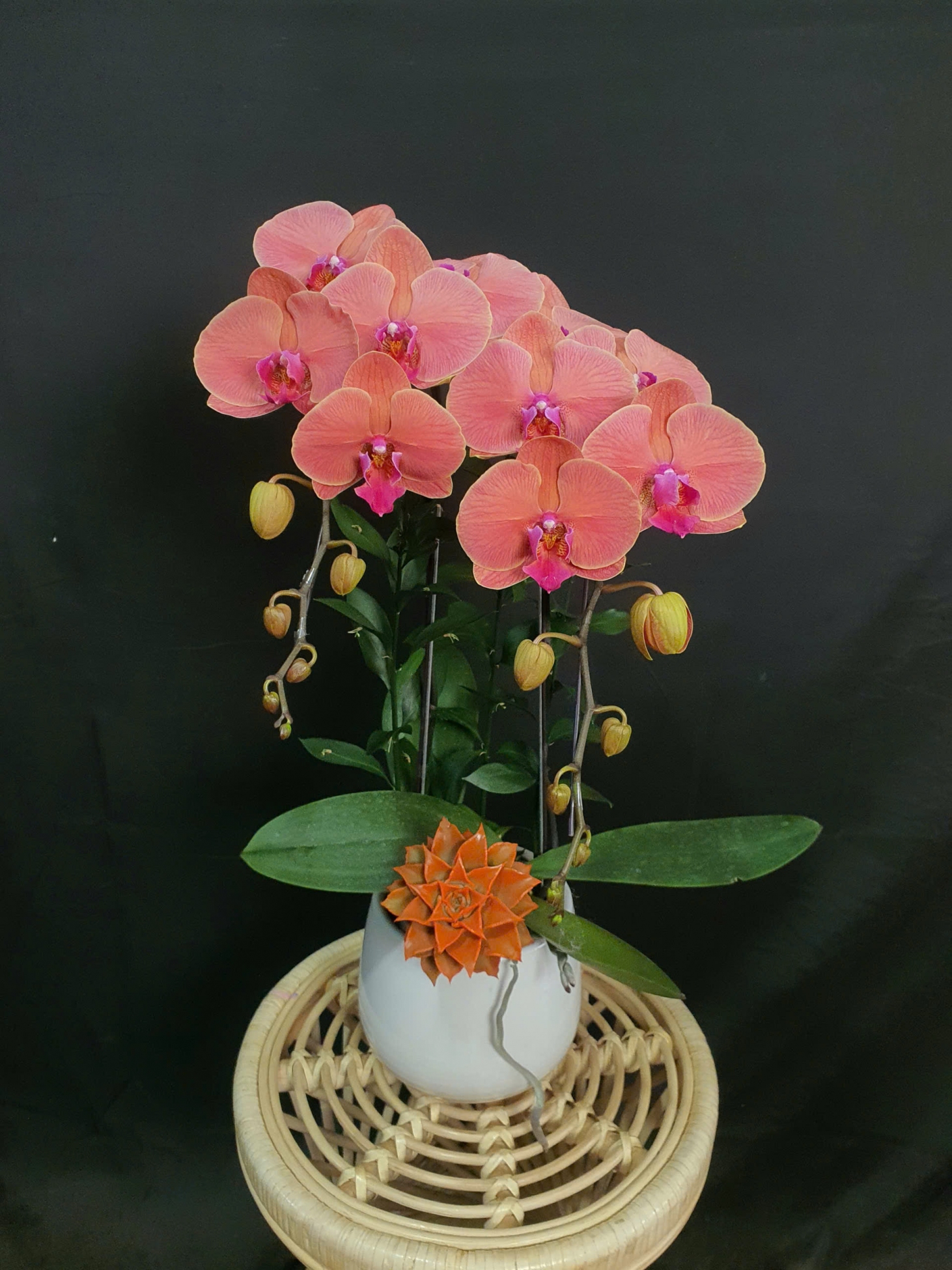 Lan Hồ Điệp Cam Ánh Dương - LHD155