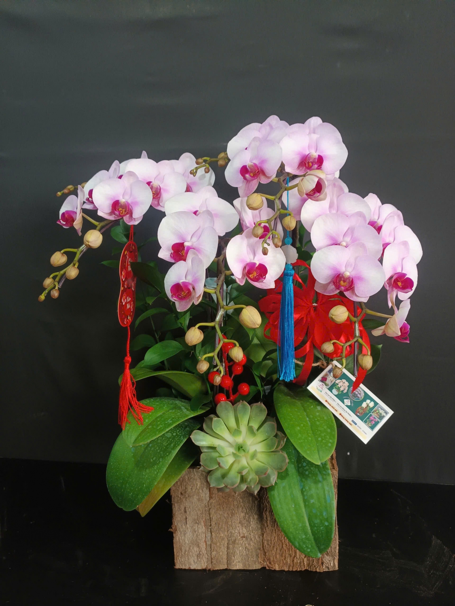 Lan Hồ Điệp Tuyết Hồng - LHD200