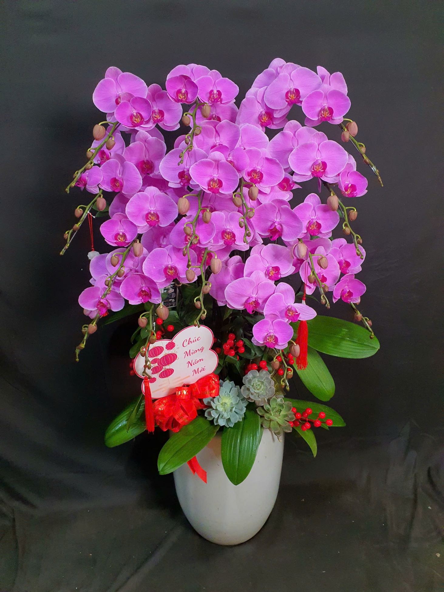 Lan Hồ Điệp Hồng Tinh Khôi - LHD162