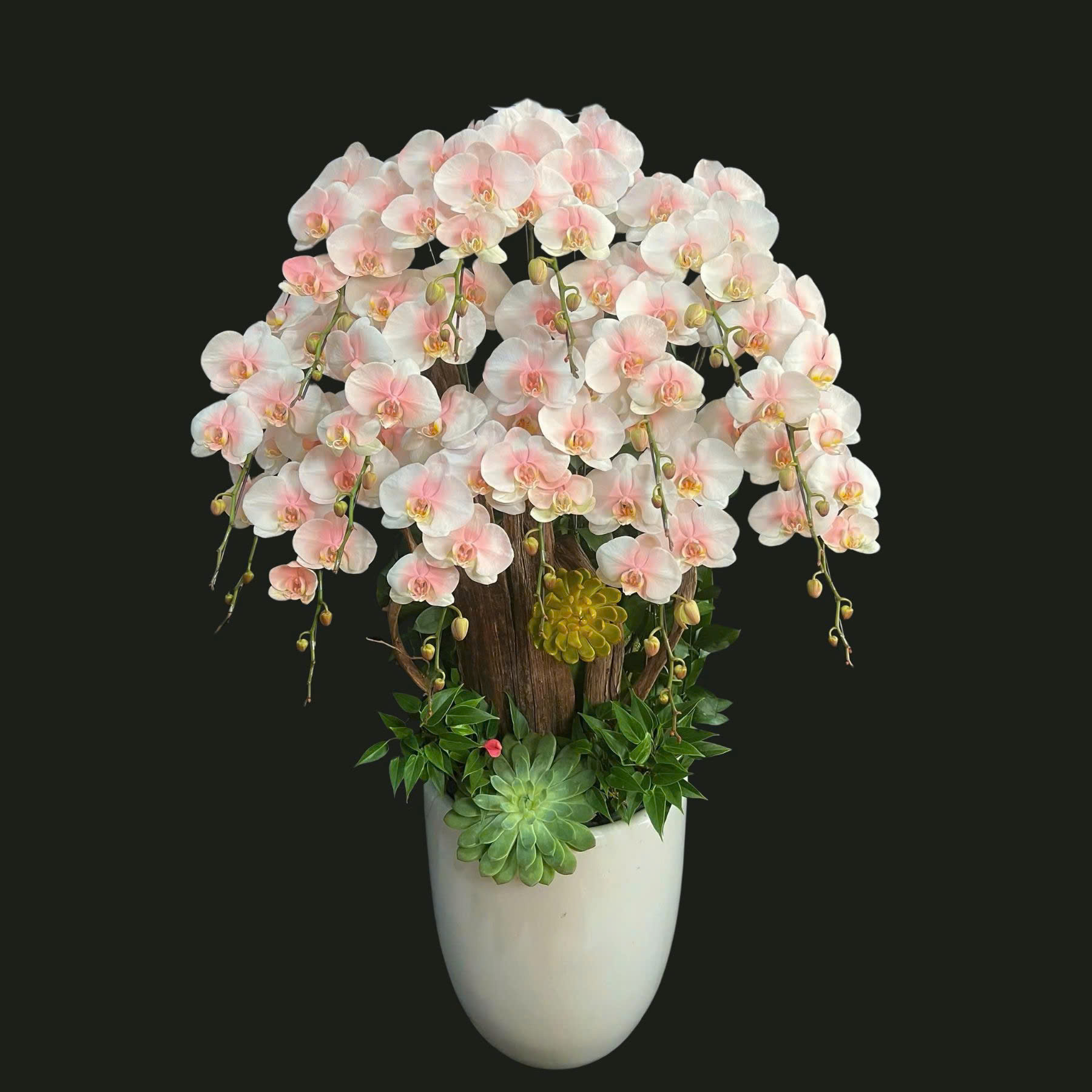 Lan Hồ Điệp Hồng Vân Bạch Ngọc - LHD182